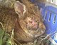 Winky, one of 22 neglected rabbits has an injuried eye