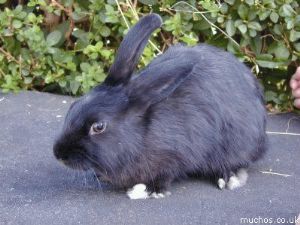 Blackberry for rehoming Kent