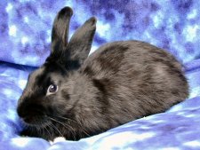 Blackberry for rehoming Kent