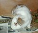 Nutmeg needs a home in Bracknell
