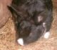 Dumpling is black with a white nose, she is blind