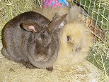 two bunnies for rehoming