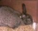 Stew is brown with a white nose, she is blind