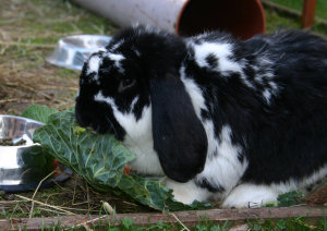 wood green animal shelter