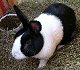 buster, black and white dutch