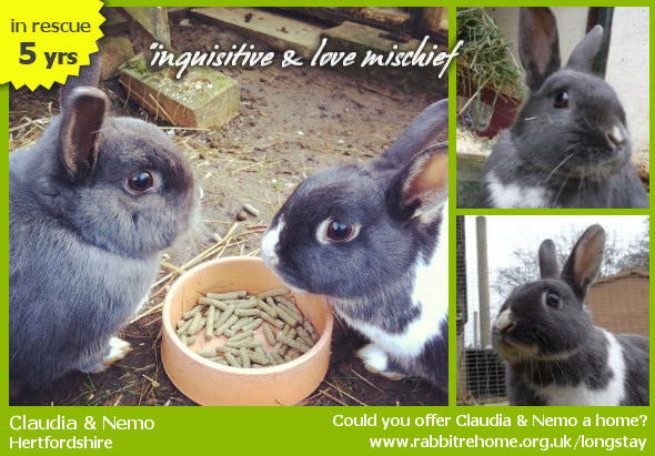 claudia_nemo_rabbitresidence.jpg