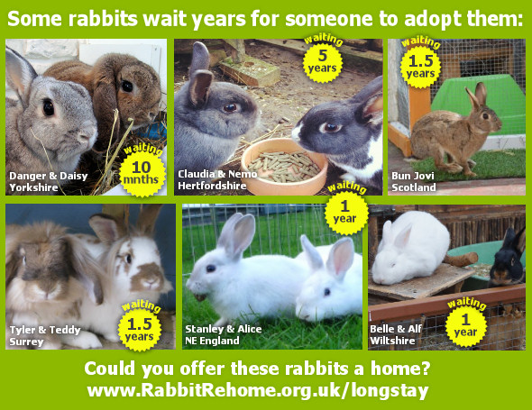 Can you home some of the rabbits that have been waiting a long time for a home?