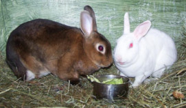 rex rabbits