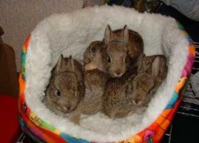 Wild Baby Rabbits
