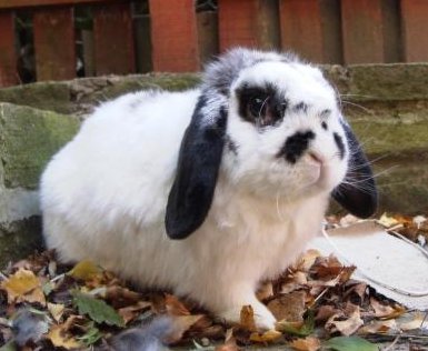 a black and white rabbit. Hi my name is Benji and I am a black and white Dwarf Lop who arrived 