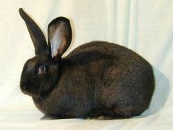 english giant rabbit