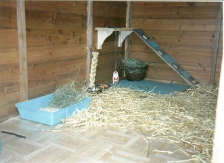 Rabbit hutch shed sale