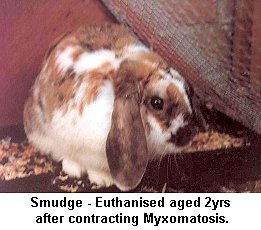 Rabbit With Myxomatosis