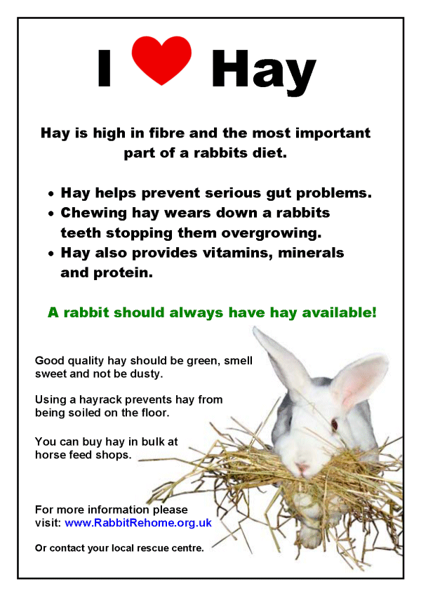 rabbit breed poster