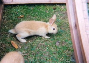 rabbit_1359.jpg