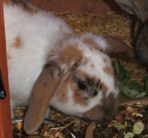 Ian the rabbit