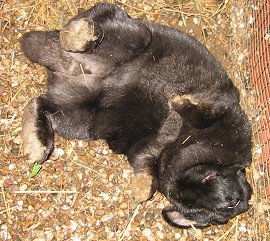 black rabbit for adoption ipswitch