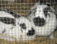 rabbit for adoption ipswitch