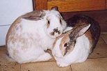 Camille and Lewie