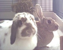 Penny and Sweep
