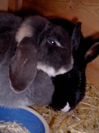 Percival and Rosie