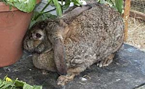 french lop