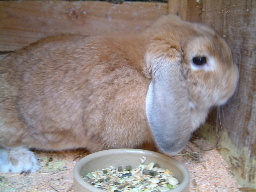 Aggie