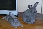 Blinky & Mojo