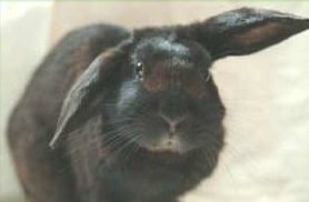 french lop