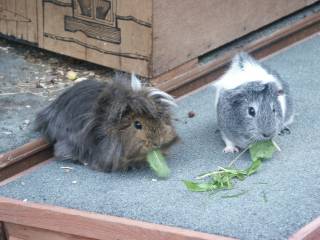 Pip and Quiffy
