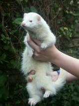 Pip and Quiffy