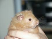 Pip and Quiffy