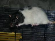 Pip and Quiffy