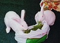 thumper and linley