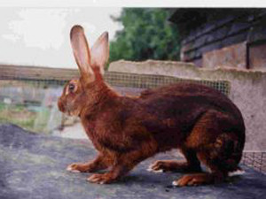 Belgium Hare