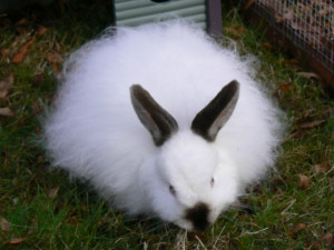 Angora Rabbit