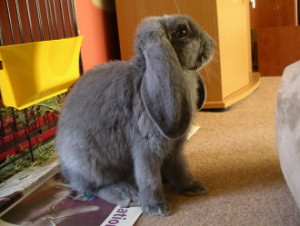 French Lop