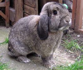 German Lop