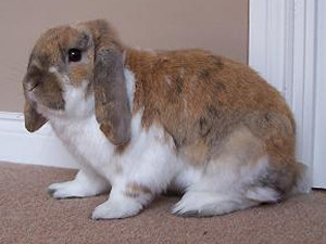 dwarf lop