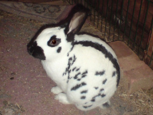 english rabbit