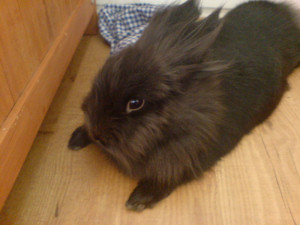 Lionhead rabbit