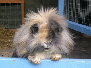 Lion head lop rabbit