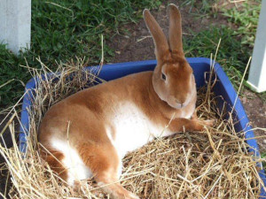 orange mini rex