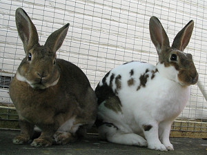 mini rex rabbit