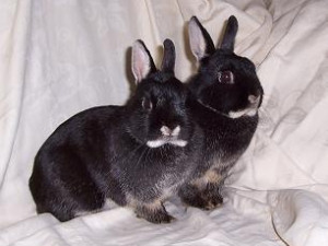 Netherland Dwarf Rabbit