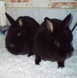 Long termers on RR in need of a home. | Rabbits United