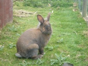 Long termers on RR in need of a home. | Rabbits United